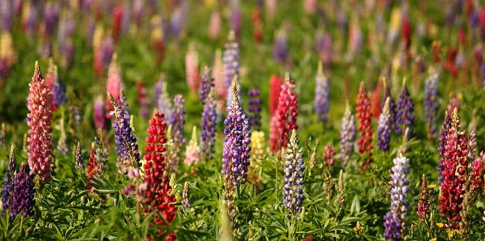 10 reasons why to eat Lupines- Truefoodsblog