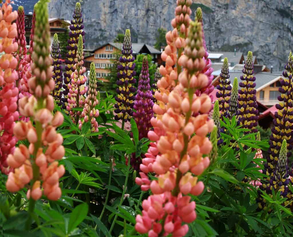 10 reasons why to eat lupines - Truefoodsblog