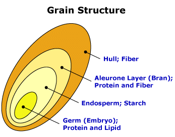 Grain Structure by Oregon State University