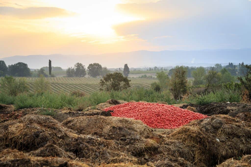 Italy,Toscany, Fattoria La Vialla 