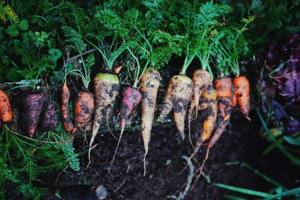 Heirloom carrots by Truefoodsblog